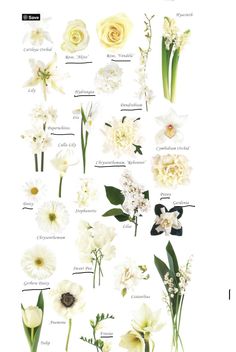 an image of flowers that are labeled in english and french language on a white background