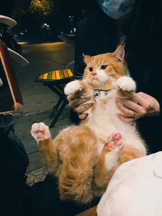 a person holding an orange and white cat