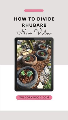 two tires with plants growing out of them and the words how to divide rhubarb new videos