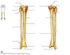 the bones of the lower limbs and upper limbs are shown in this diagram, which shows the