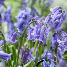 purple flowers are blooming in the garden