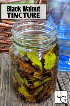 Homemade Amoxicillin, Black Walnuts Uses, Black Walnut Tincture How To Make, Black Walnut Tincture Benefits, Walnut Tincture, Black Walnut Tincture, Harvest Black Walnut, Black Walnut Hull Tincture, Black Walnut Harvesting