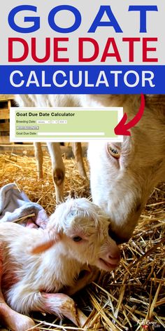 the goat is laying down next to its mother and baby lambs in hay with text overlay reading goats due date calculator