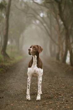 a brown and white dog standing in the middle of a dirt road surrounded by trees