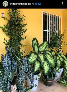 there are many potted plants in front of the window and on the floor next to each other