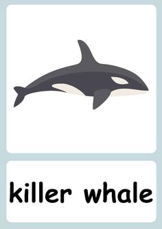 an orca killer whale with the words killer whale below it