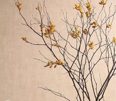 a tree with yellow flowers in front of a beige wall and a vase filled with water