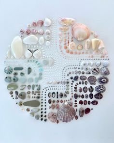 an art work with shells and seashells arranged in the shape of a circle