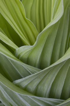 close up view of the green leaves of a plant