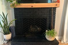 a cat sitting in front of a fireplace with plants on the mantle next to it