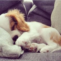 a small brown and white dog laying on top of a couch