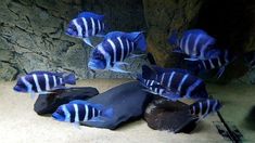 several blue and white striped fish in an aquarium with rocks, gravel and water behind them