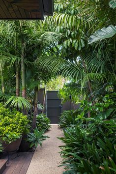 an entrance to a tropical garden with lots of trees and plants on either side of the path