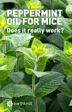 peppermin oil for mice does it really work?