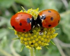 two ladybugs sitting on top of a flower with the caption us?