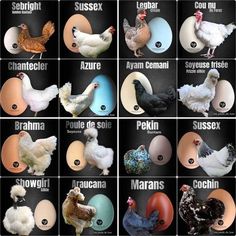 an image of different types of chickens in the same language and numbers on each egg