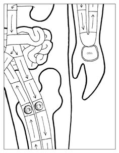 an image of the anatomy of the foot and ankle