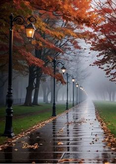 an empty street in the middle of a park on a rainy day with trees and lights