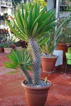 two potted plants in front of a house