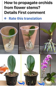 how to propagate orchids from flower stems? details first comment rate this translation