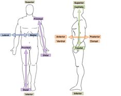 the human body is shown with different parts labeled in each section, including an external and posterior view