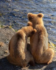 two brown bears sitting next to each other on top of a rocky hill near the water