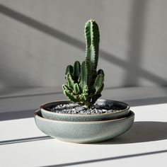 a small green cactus in a blue pot