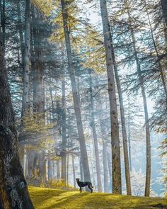 a dog standing in the middle of a forest