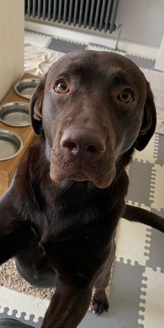 a brown dog sitting on top of a rug