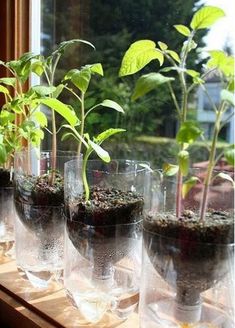 several glasses filled with plants sitting on a window sill