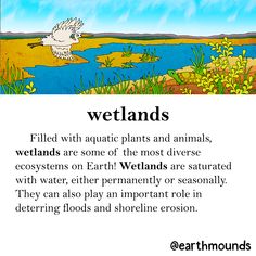 an image of wetlandss with aquatic plants and animals in the background text reads wetlandss, filled with aquatic plants and animals, wetlandss are some of the most diverse