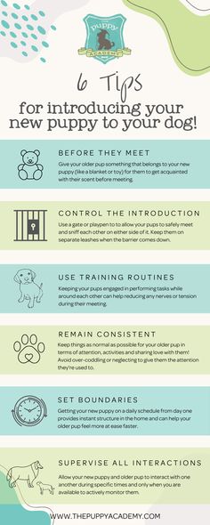 an info sheet with different types of dogs