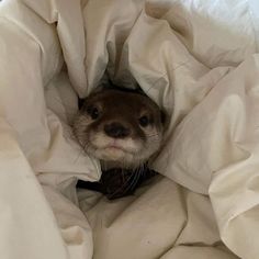 an otter peeks out from under a blanket