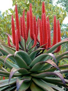 an aloena plant with red flowers in the foreground and trees in the background