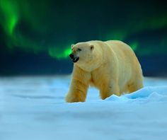 a polar bear walking through the snow with an aurora light in the background royalty images