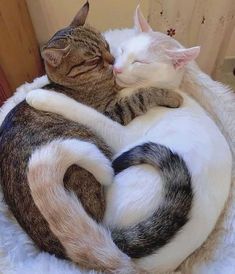 two cats cuddle together in a cat bed