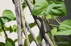 a close up of some branches with green leaves