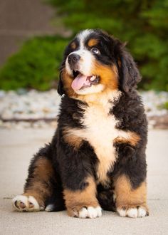 a puppy sitting on the ground with its tongue out