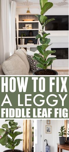 how to fix a leggy fiddle leaf fig in the living room with text overlay that reads, how to fix a leggy fiddle leaf fig