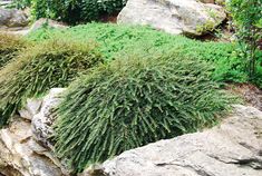 some very pretty plants by some big rocks