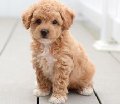 a small brown dog sitting on top of a wooden floor