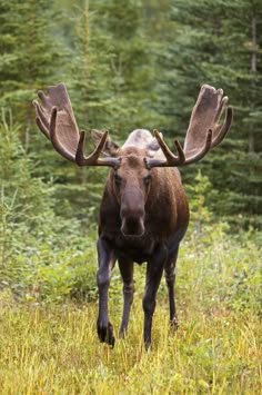 a moose with large antlers is walking through the grass in front of some trees