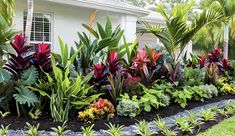 an assortment of tropical plants in front of a white house with green grass and trees