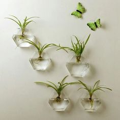 four air plants in hexagonal glass vases with grass and butterflies on the wall