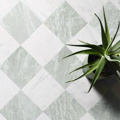 a potted plant sitting on top of a checkered tile floor