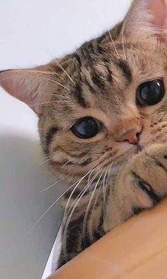 a close up of a cat laying on top of a table