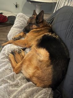 a large dog laying on top of a couch