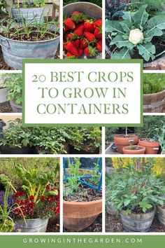 20 best crops to grow in containers