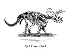 an animal skeleton is shown in this black and white drawing, with the words fy 2