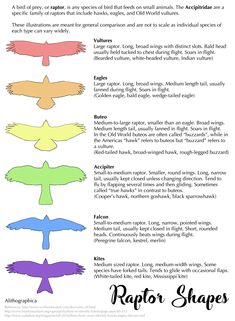 an info sheet describing the different types of wings and their names in each one language